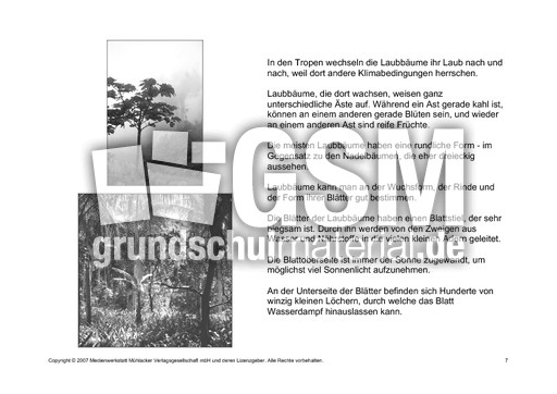 Bäume-Lesetext-SW-7.pdf